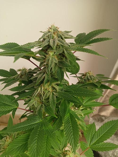 My First SOG. Multi Strain Run 1. Week 8 - GG#4