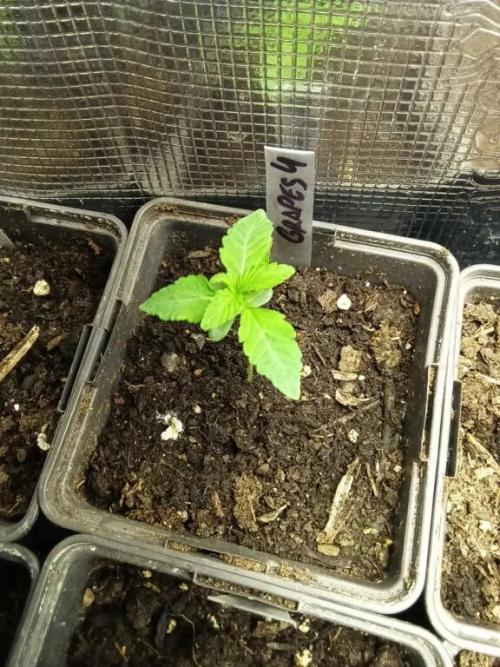 UKHTA Genetics - Grapes by CannaNotion