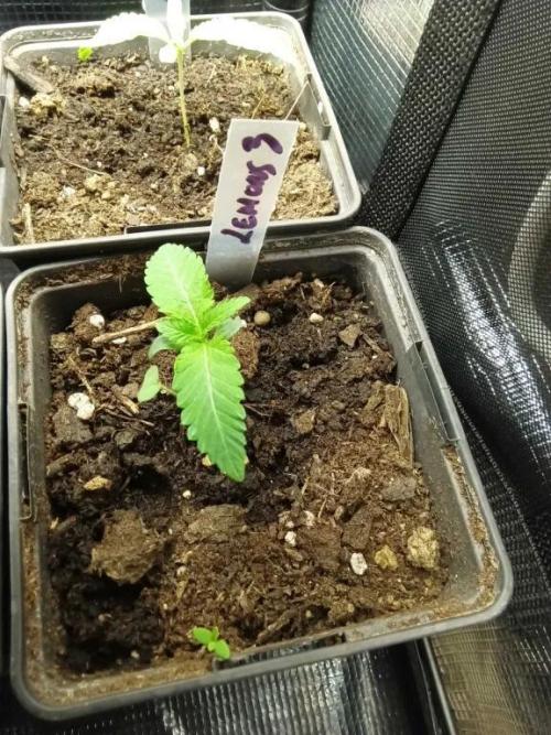 Run N1 Lemons. Week 1