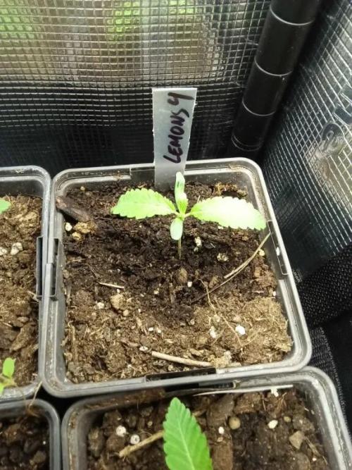 Lemons . Week 1