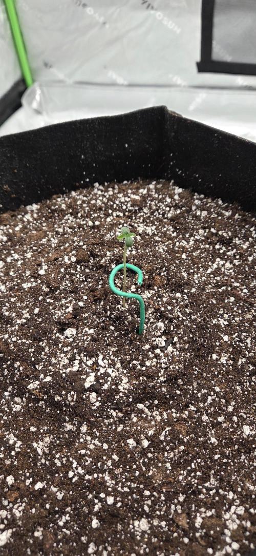 First Polline Project. Week 1 - Blueberry 