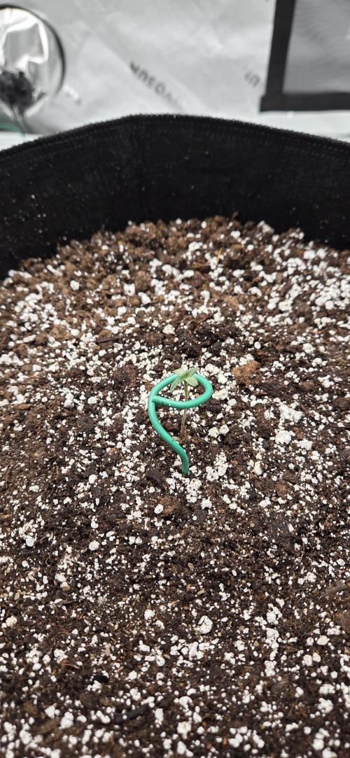 First Polline Project. Week 1 - Frostbanger