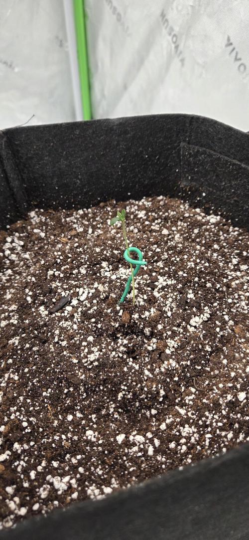 First Polline Project. Week 1 - Gelato 41 BX