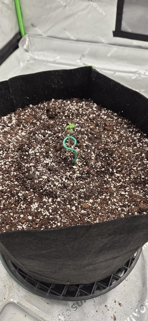 First Polline Project. Week 2 - Blueberry 