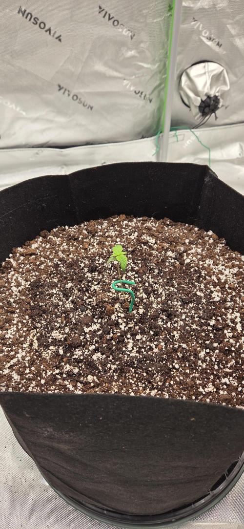 First Polline Project. Week 2 - Lemon pie