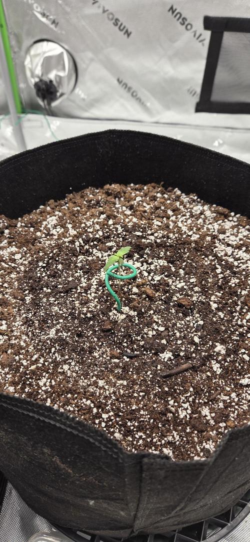 First Polline Project. Week 2 - Frostbanger 
