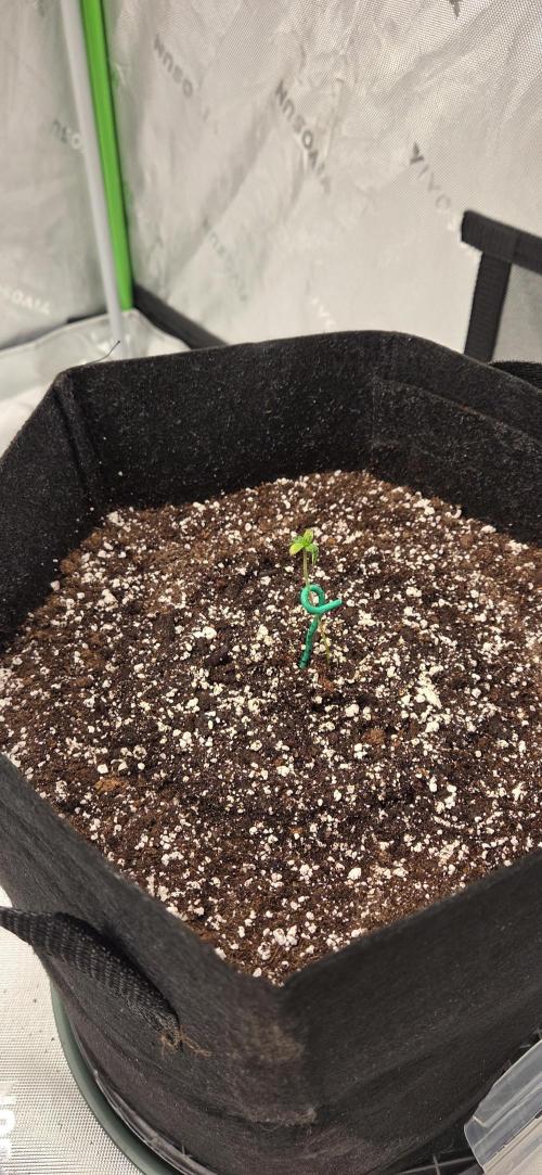 First Polline Project. Week 2 - Gelato 41 bx