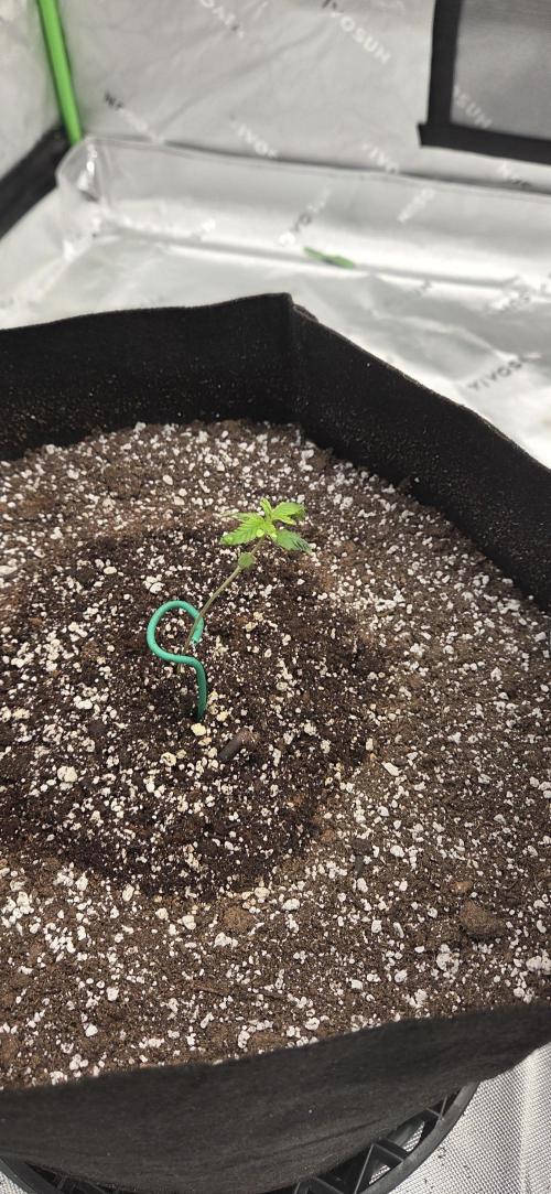 First Polline Project. Week 2 - Blueberry End of Week 2