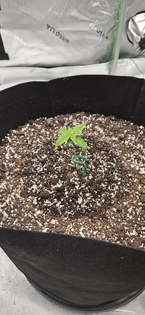 First Polline Project. Week 2 - Lemon Pie End of Week 2