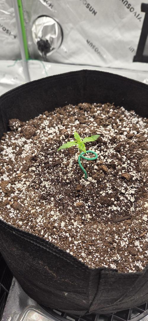 First Polline Project. Week 2 - Frostbanger End of Week 2