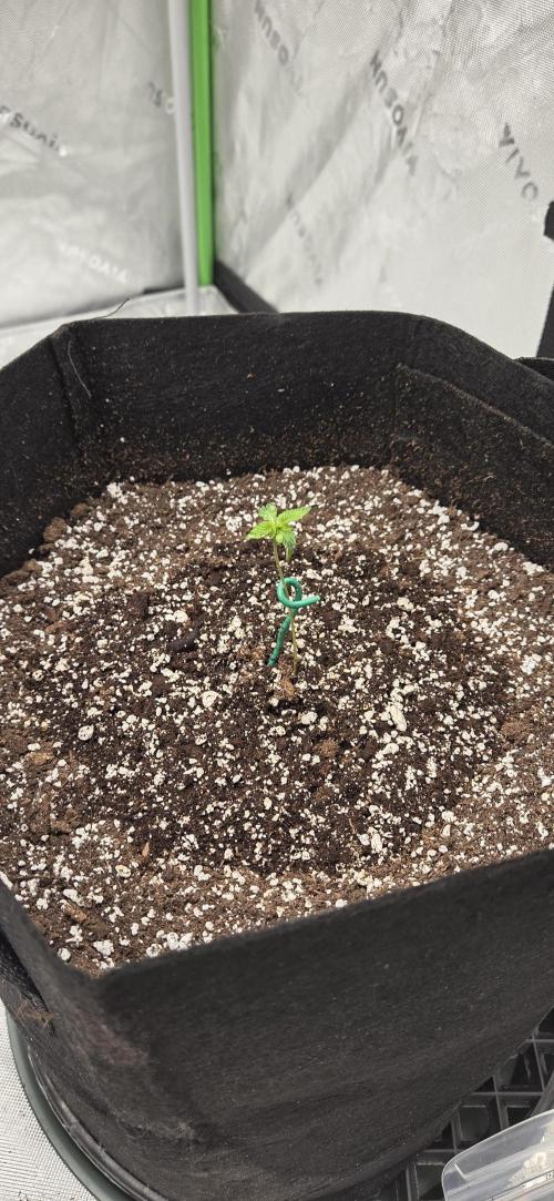 First Polline Project. Week 2 - Gelato 41 bx End of Week 2