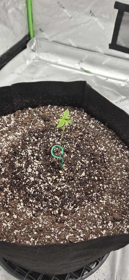 First Polline Project. Week 3 - Blueberry Auto 