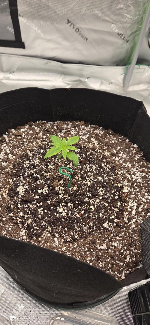 First Polline Project. Week 3 - Lemon pie Auto 