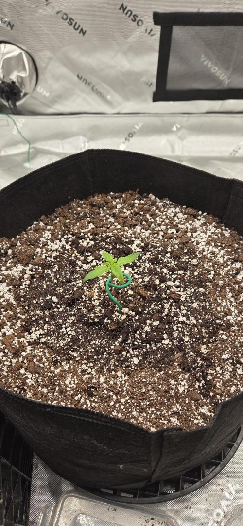 First Polline Project. Week 3 - Frostbanger Auto 