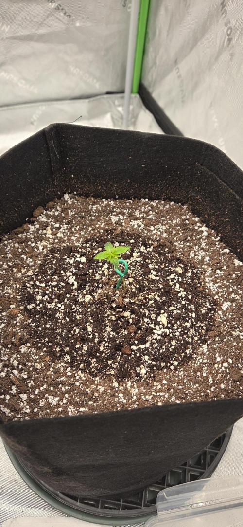 First Polline Project. Week 3 - Gelato 41 Auto bx