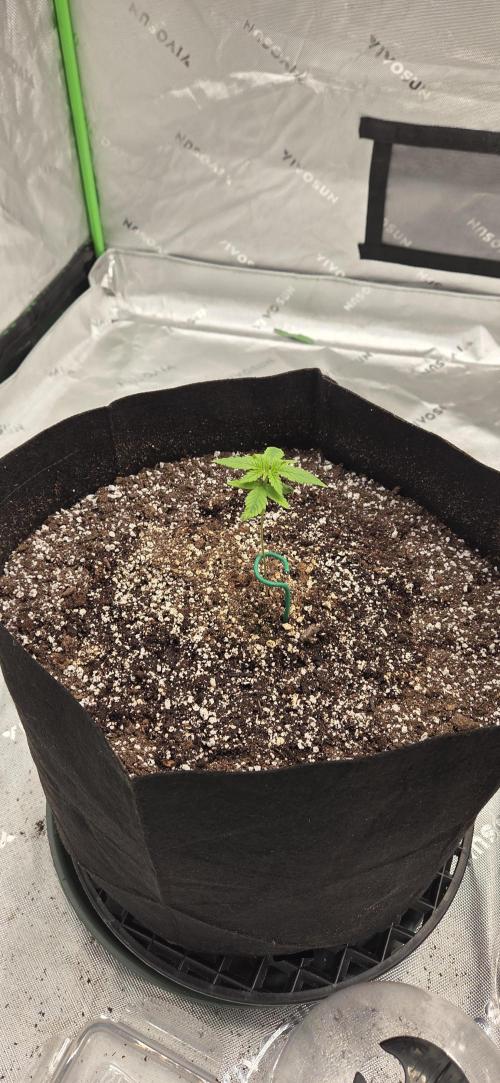First Polline Project. Week 3 - Blueberry Auto 
