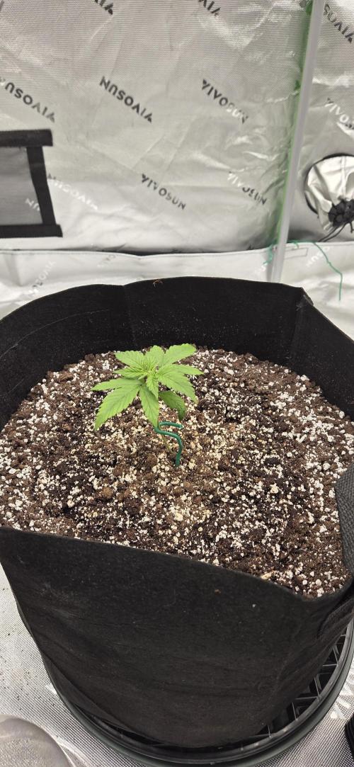 First Polline Project. Week 3 - Lemon pie Auto 