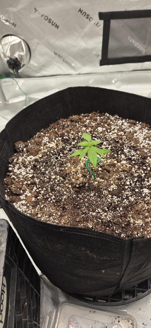 First Polline Project. Week 3 - Frostbanger Auto 