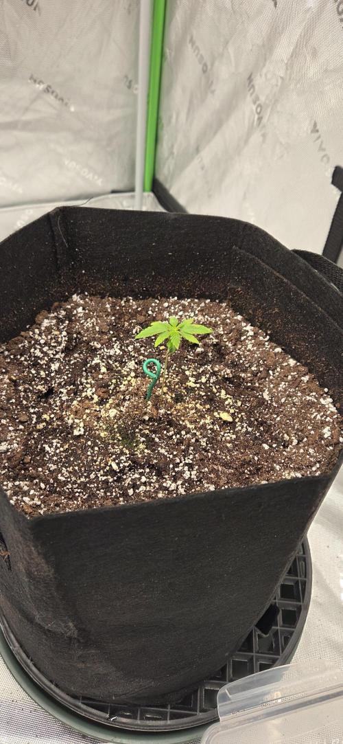 First Polline Project. Week 3 - Gelato 41 BX Auto 