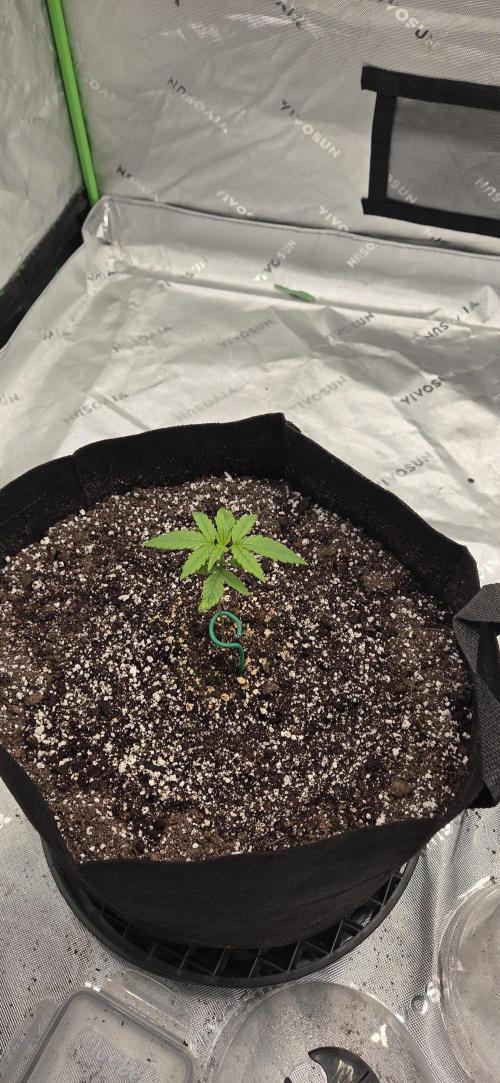 First Polline Project. Week 4 - Blueberry Auto 