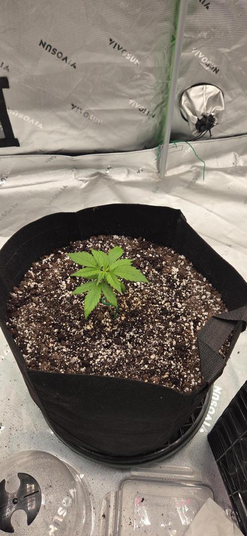 First Polline Project. Week 4 - Lemon pie Auto 