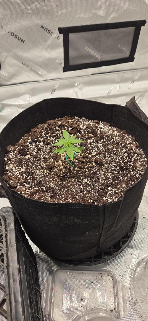 First Polline Project. Week 4 - Frostbanger Auto 
