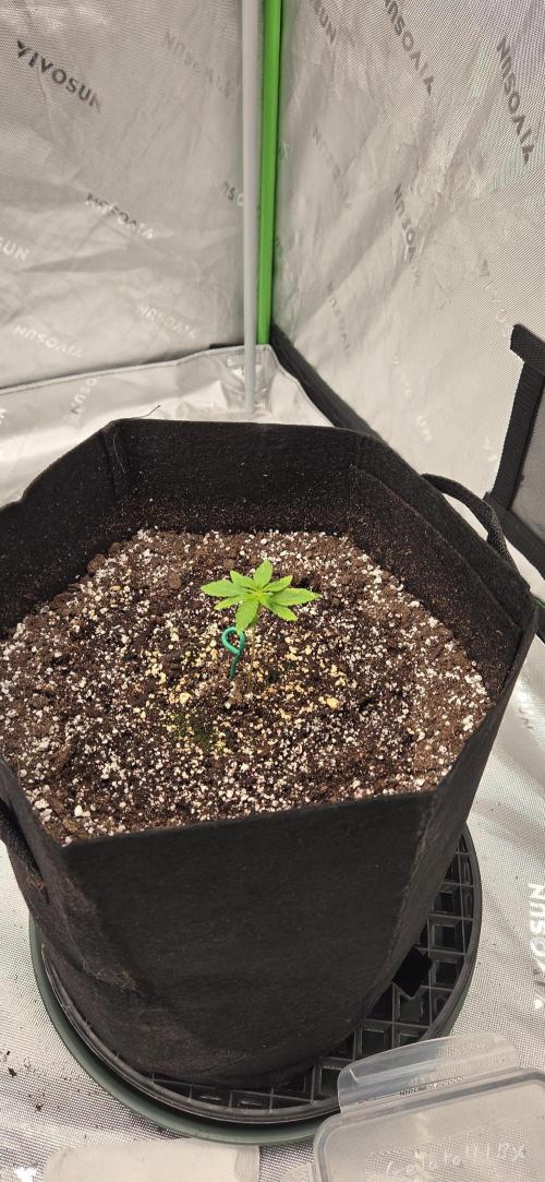 First Polline Project. Week 4 - Gelato 41 bx Auto 