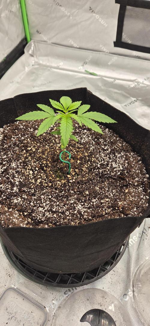 First Polline Project. Week 4 - Blueberry Auto 