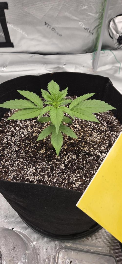First Polline Project. Week 4 - Lemon pie Auto 