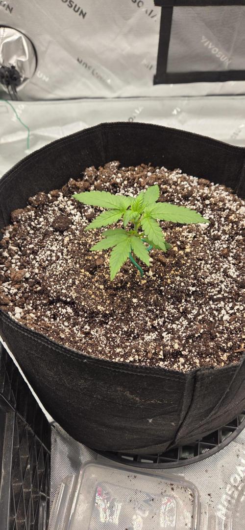 First Polline Project. Week 4 - Frostbanger Auto 
