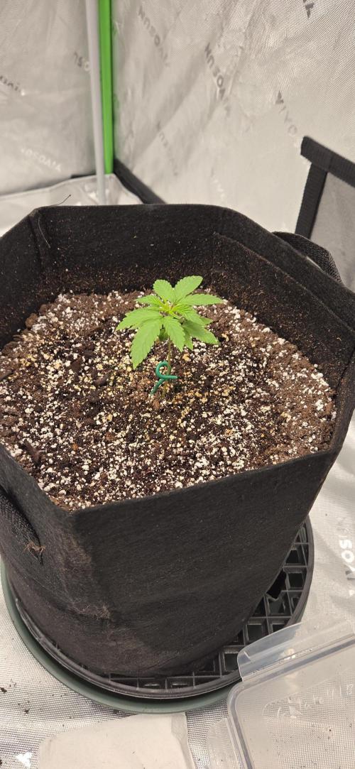 First Polline Project. Week 4 - Gelato 41 Auto BX