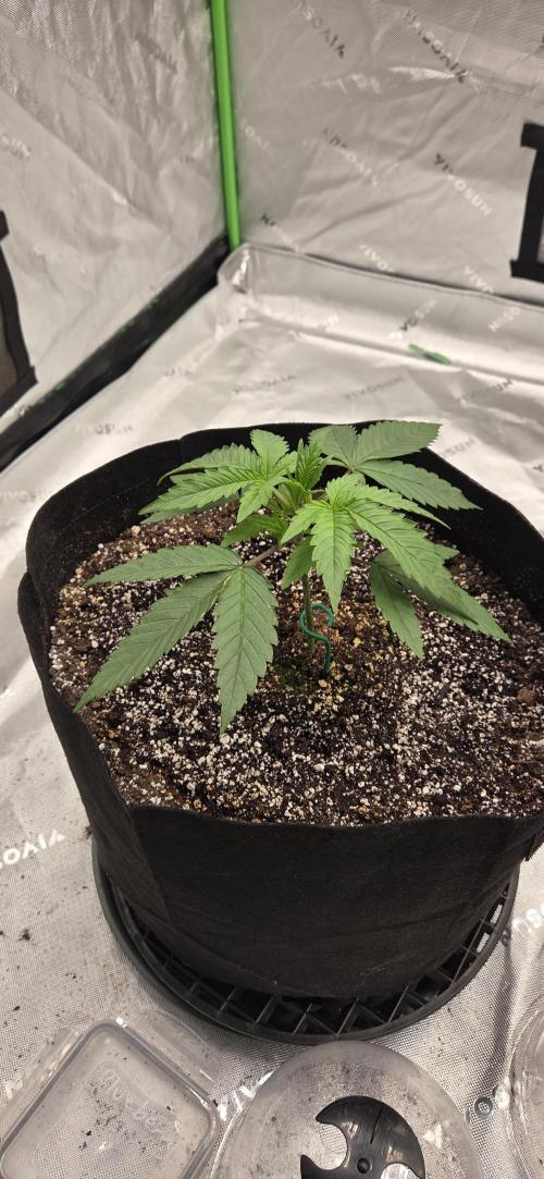 First Polline Project. Week 5 - Blueberry Auto 