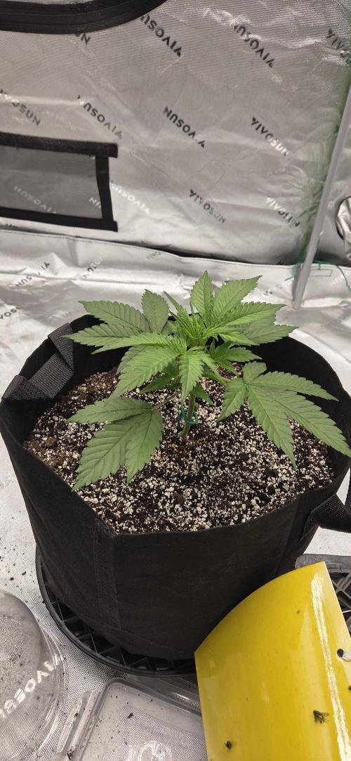 First Polline Project. Week 5 - Lemon pie Auto 