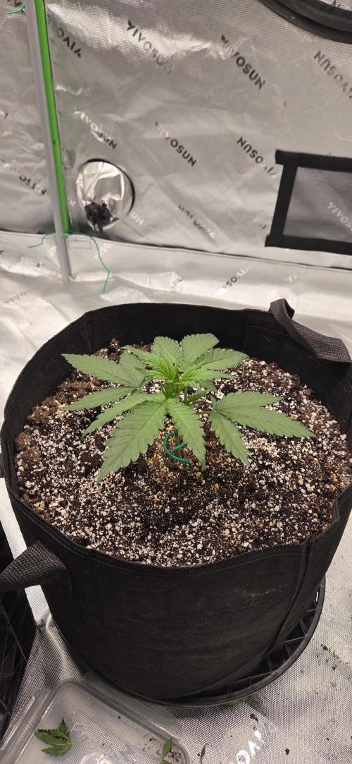 First Polline Project. Week 5 - Frostbanger Auto 