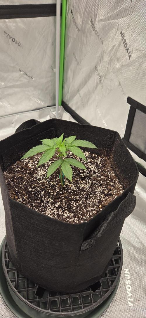 First Polline Project. Week 5 - Gelato 41 BX Auto 