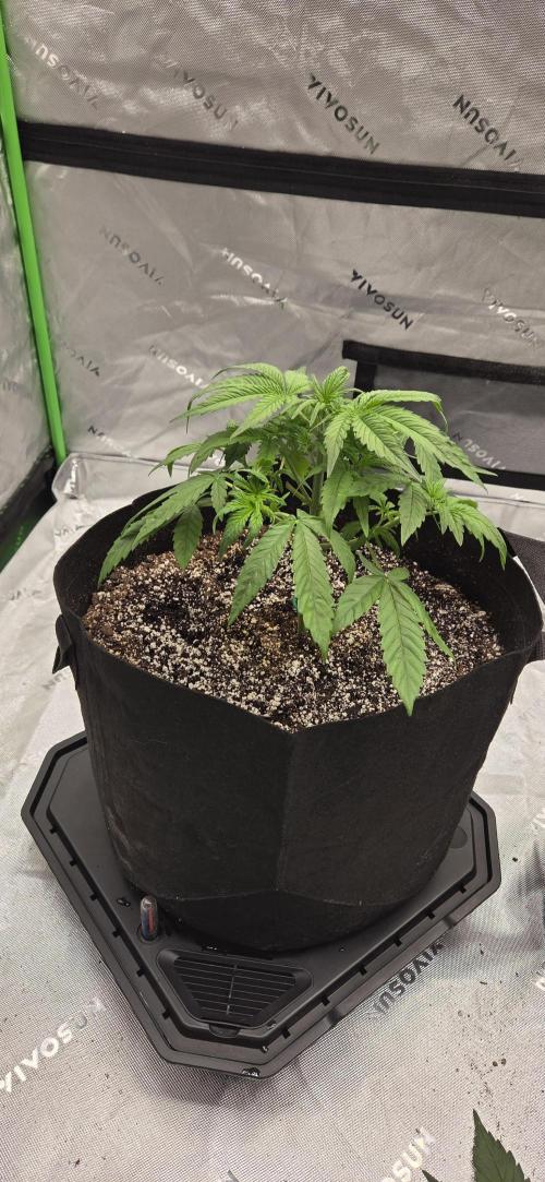 First Polline Project. Week 6 - Blueberry Auto 