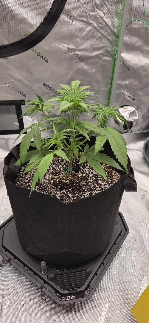 First Polline Project. Week 6 - Lemon pie Auto 