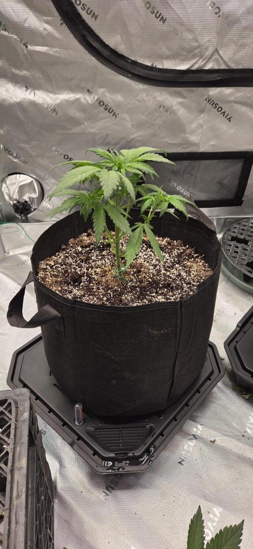 First Polline Project. Week 6 - Frostbanger Auto 