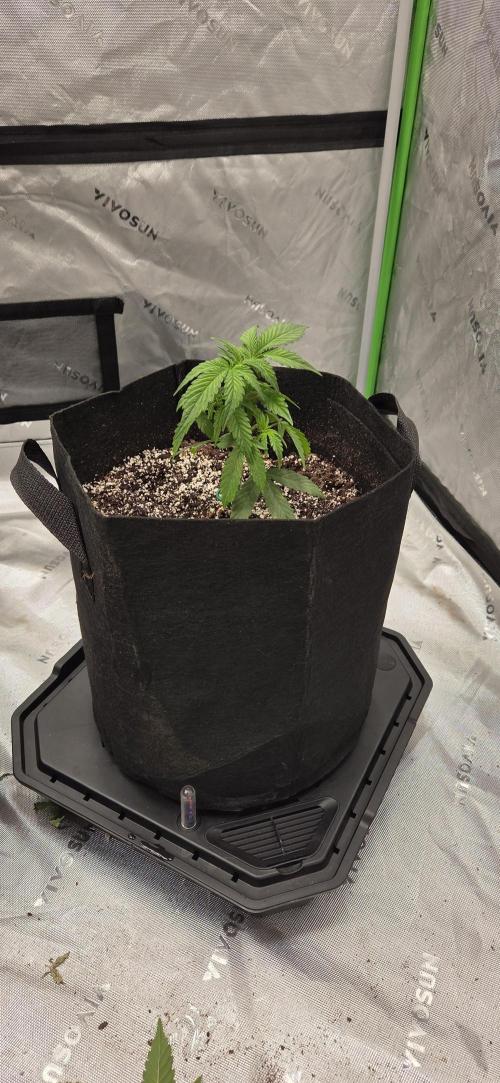 First Polline Project. Week 6 - Gelato 41 Auto BX