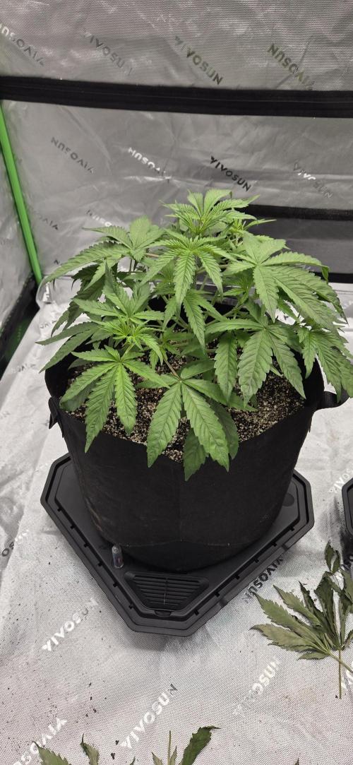 First Polline Project. Week 6 - Blueberry Auto 