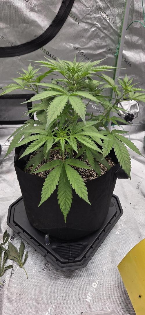 First Polline Project. Week 6 - Lemon pie Auto 