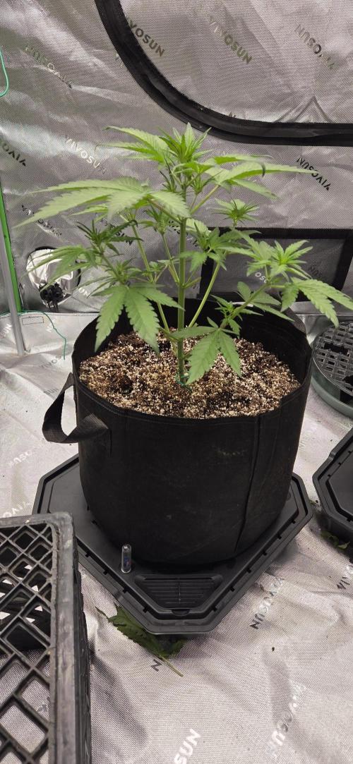 First Polline Project. Week 6 - Frostbanger Auto 