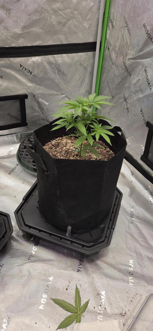First Polline Project. Week 6 - Gelato 41 Auto BX