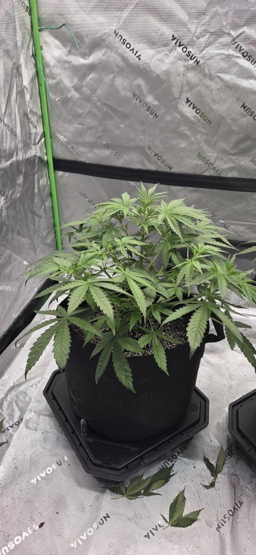 First Polline Project. Week 7 - Blueberry Auto 
