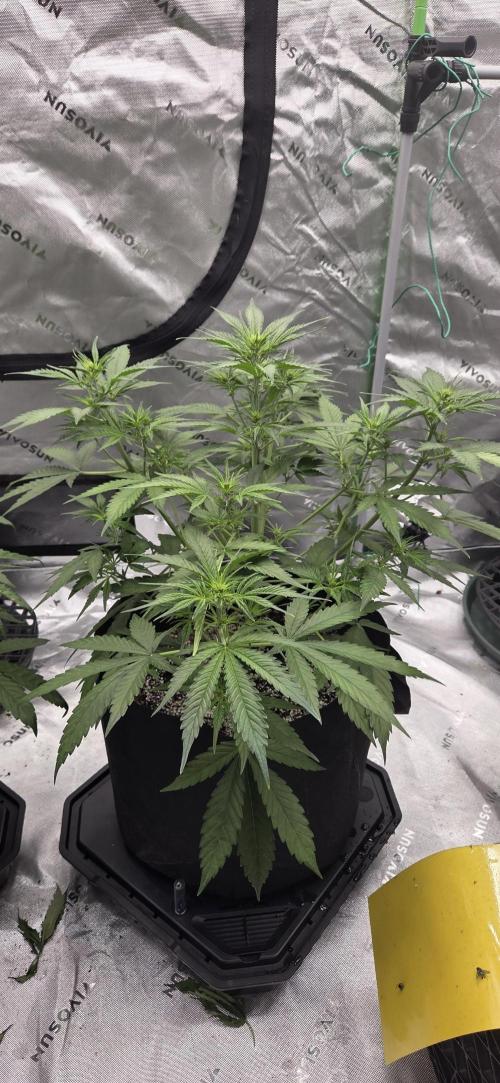 First Polline Project. Week 7 - Lemon pie Auto 