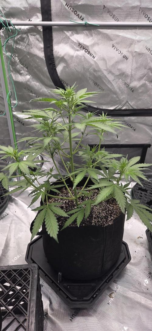 First Polline Project. Week 7 - Frostbanger Auto 