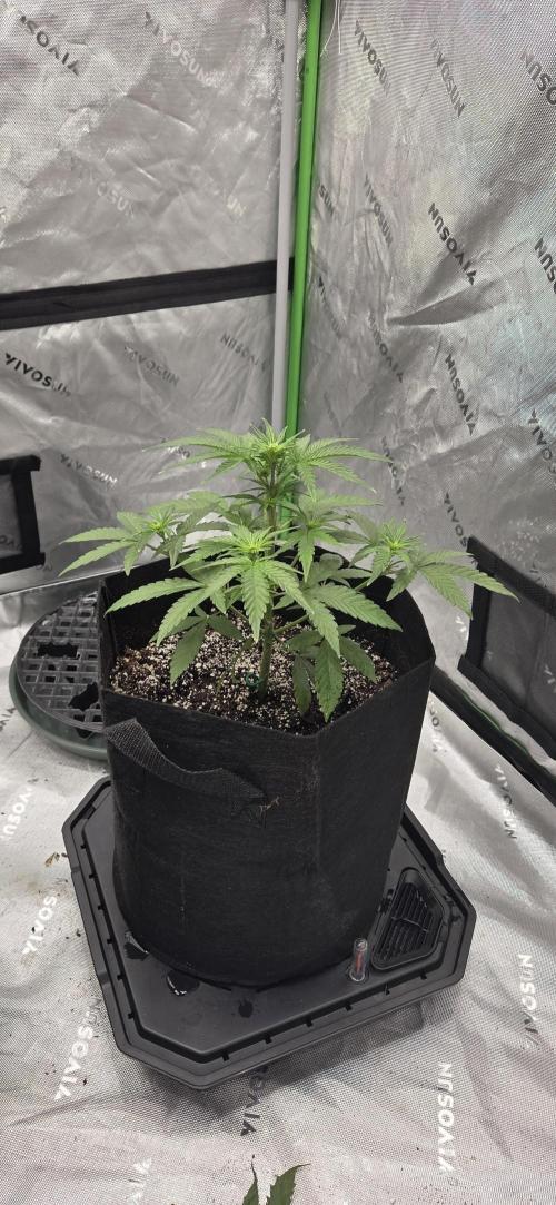 First Polline Project. Week 7 - Gelato 41 Auto BX 
