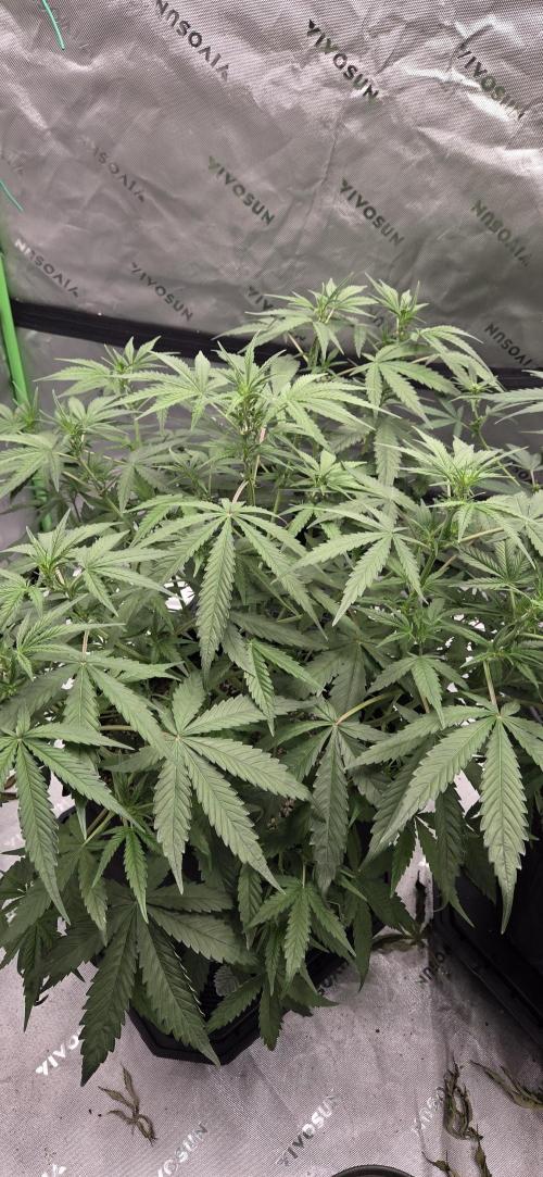 First Polline Project. Week 8 - Blueberry Auto 