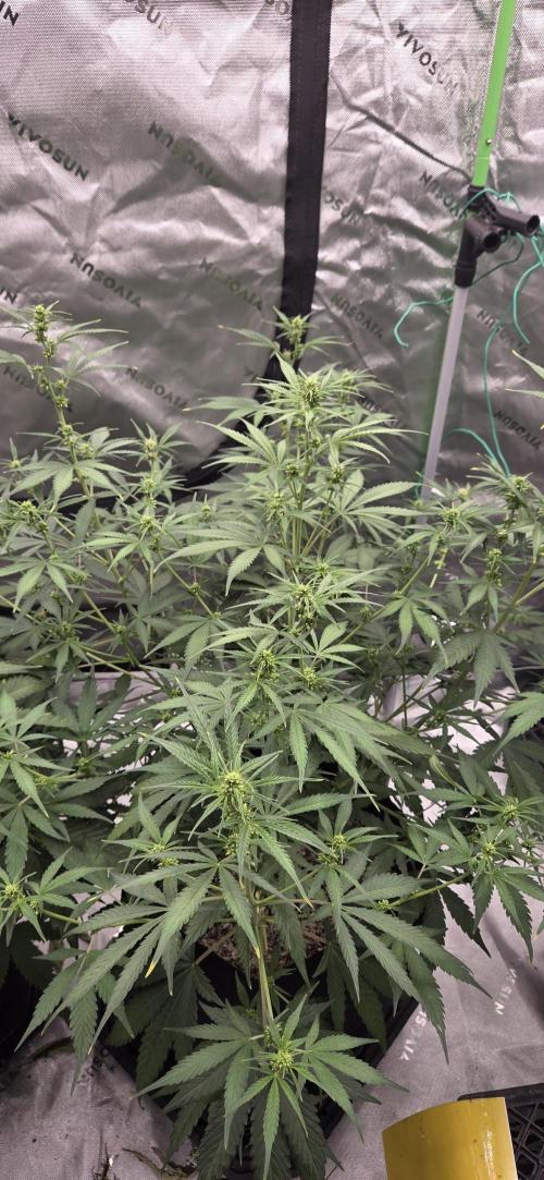 First Polline Project. Week 8 - Lemon pie Auto 