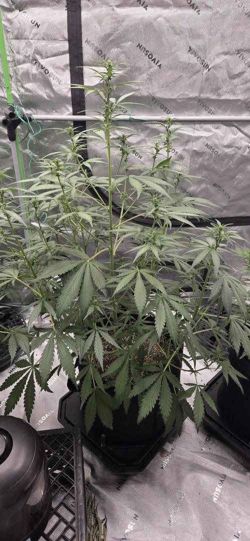 First Polline Project. Week 8 - Frostbanger Auto f4 